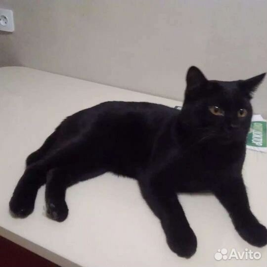 Бруно ищет дом