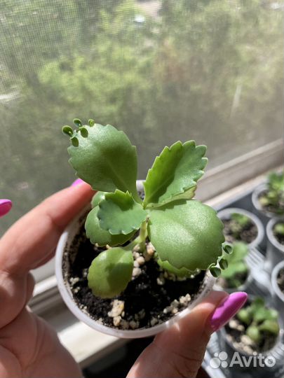 Каланхоэ Дегремона из Турции