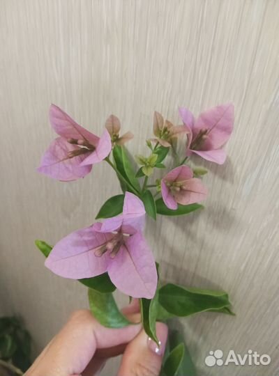 Бугенвиллия