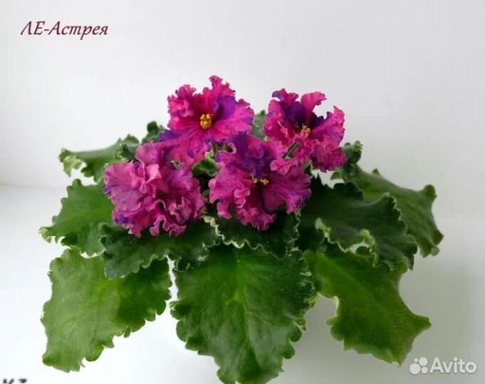 Сортовые фиалки