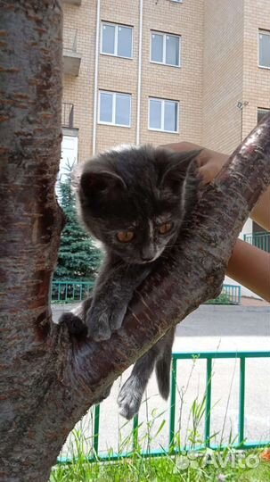 Котёнок, отдам в добрые руки