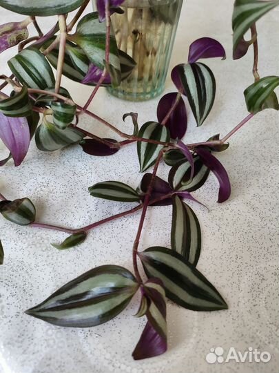 Традесканция зебрина