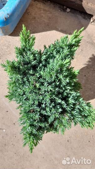 Саженцы горизонтальных можжевельников в горшках