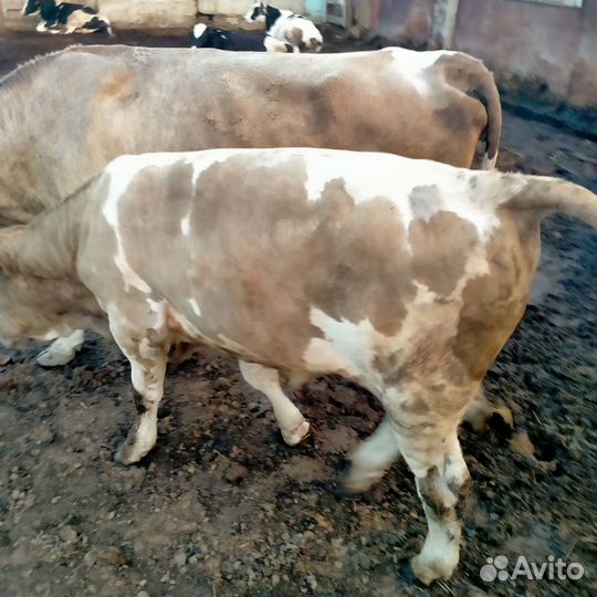 Продажа крс обмен на овец