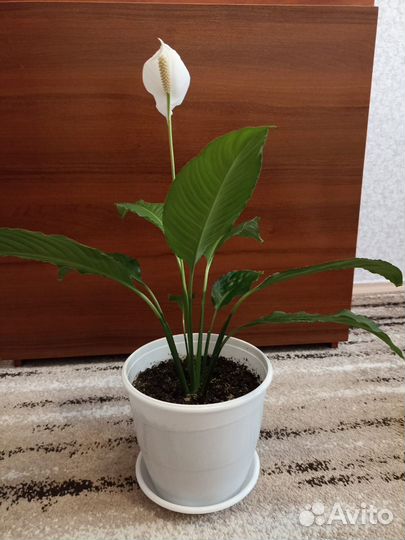 Спатифиллум