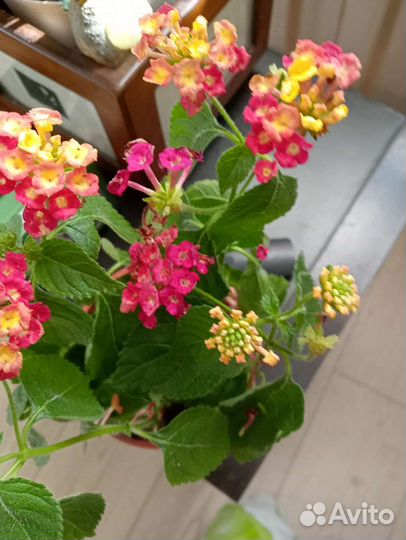 Черенки редких растений