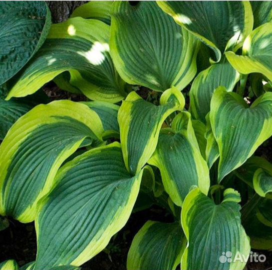 Хоста Атлантис