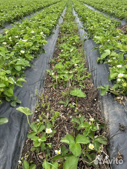 Рассада клубники