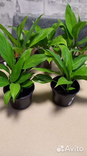 Спацифиллум,женское счастье