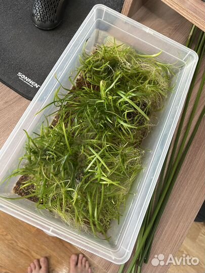 Аквариумные растения - Сагиттария (много)