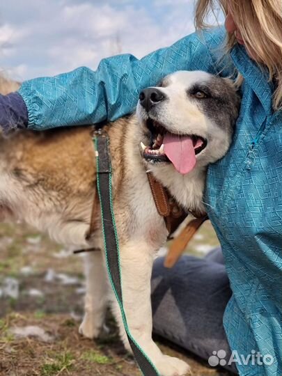 Самый красивый пёс приюта ищет дом