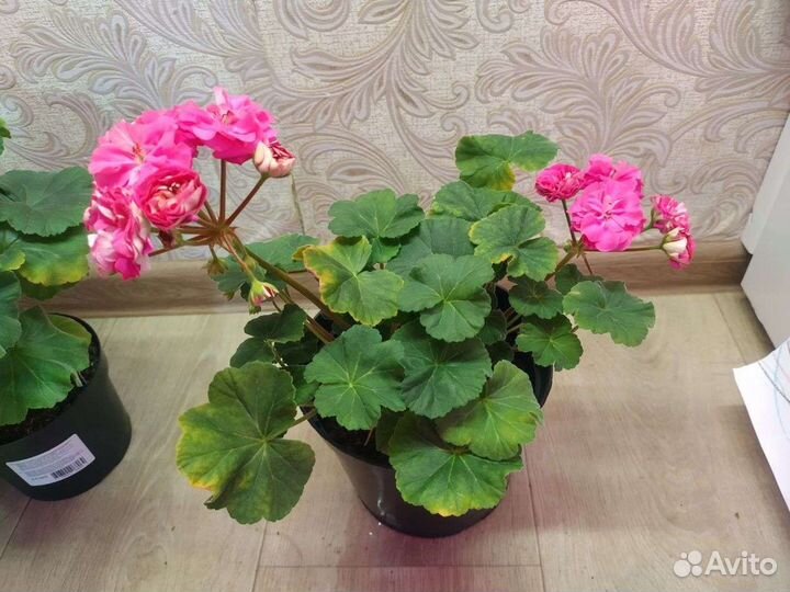 Пеларгония герань
