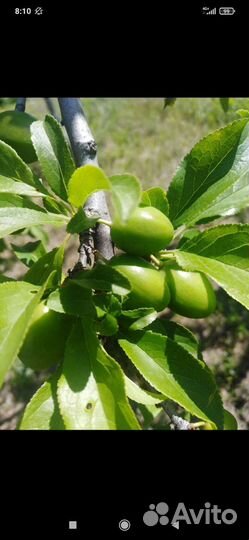 Соус ткемали. Орехи грецкие, чищенные