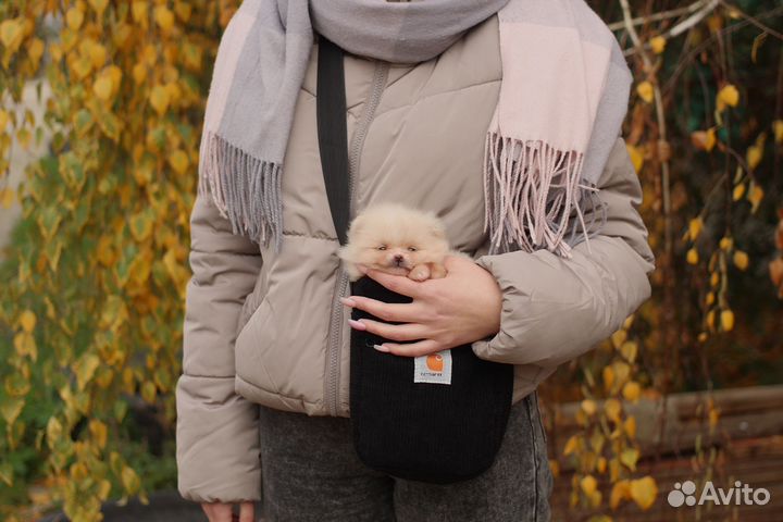 Померанский шпиц мини
