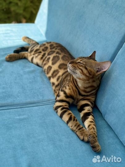 Бенгальский кот вязка
