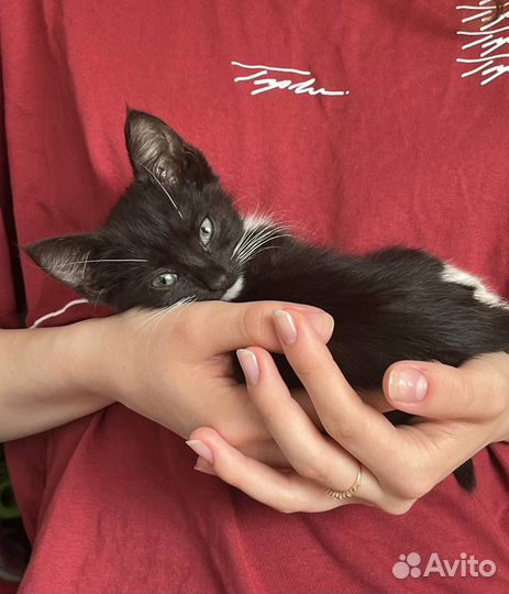 Котенок в добрые руки