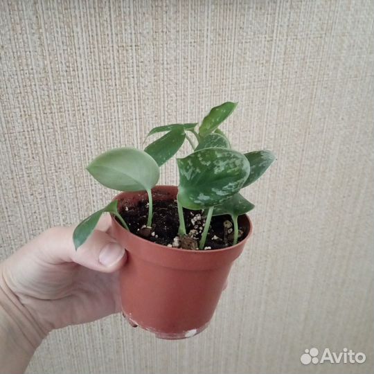 Сциндапсус сильвер энн