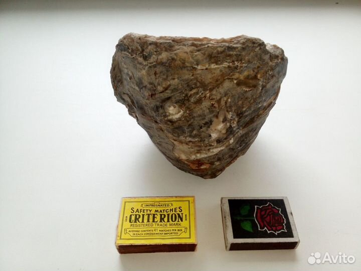 Окаменелая 