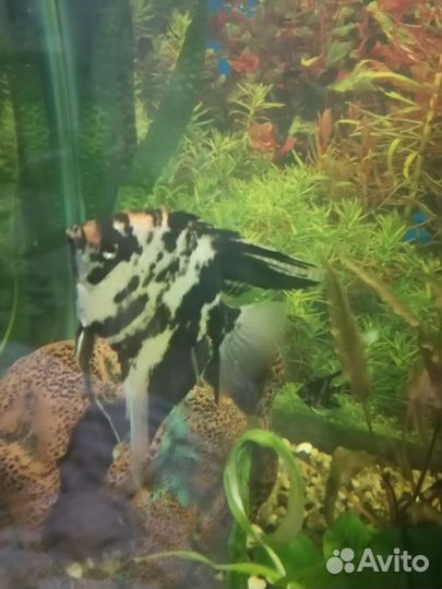 Рыбки скаляри 1,5года