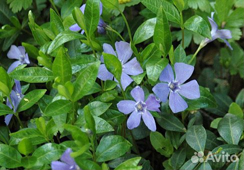 Почвопокровные растения