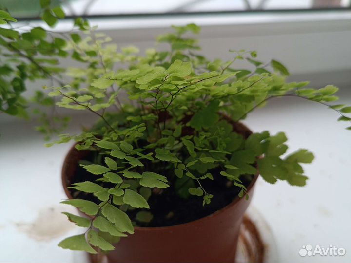 Папоротник,Венерин волос