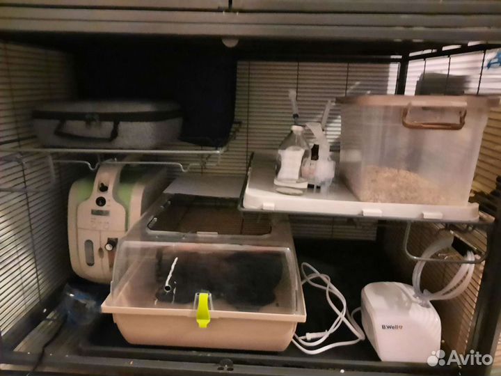 Консультации по содержанию и здоровью крыс