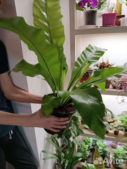 Асплениум. Очень пышный папоротник