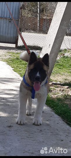 Щенки американской акиты