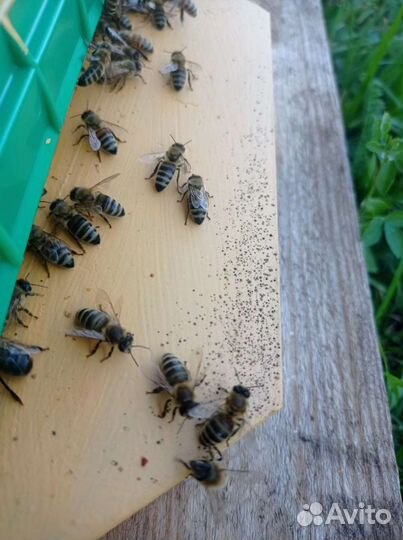 Пчелы для апитерапии