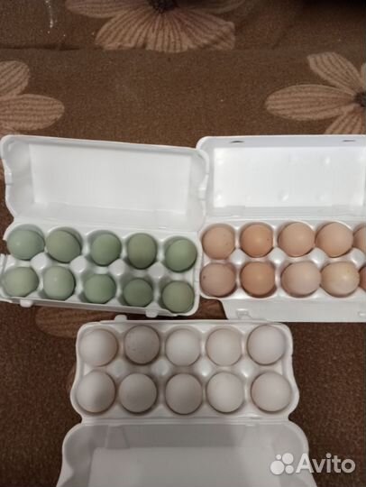 Цыплята и инкубационное яйцо породистой птицы