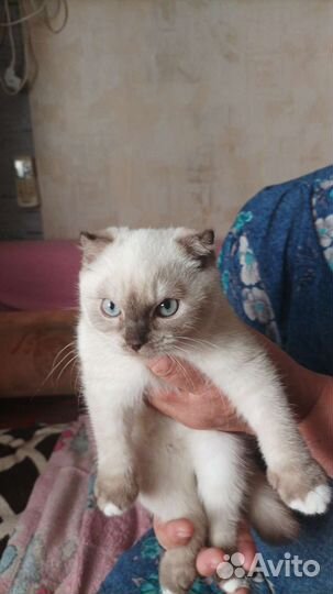 Супер котенок