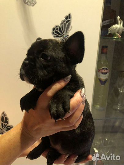 Французский бульдог