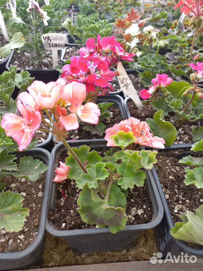 Пеларгония цветущая из питомника растений