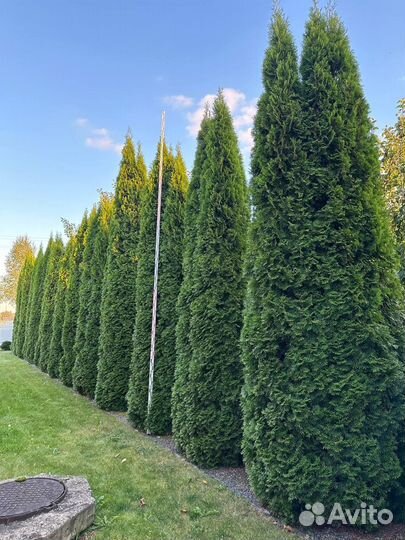 Туя смарагд 400-450см