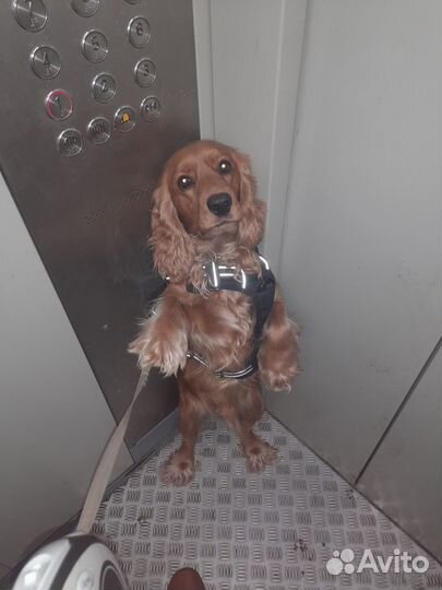 Вязка английский кокер спаниель