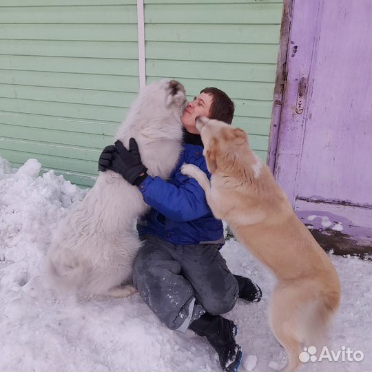 Собачки Мия и Сия