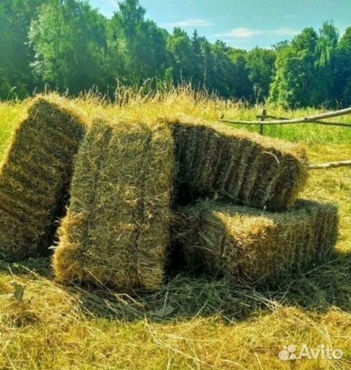 Сено солома в тюках