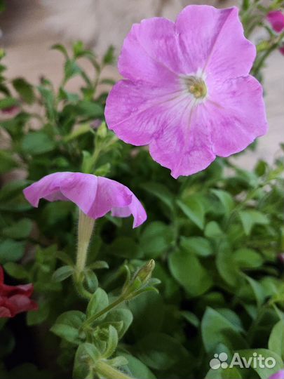 Цветы петунии рассада