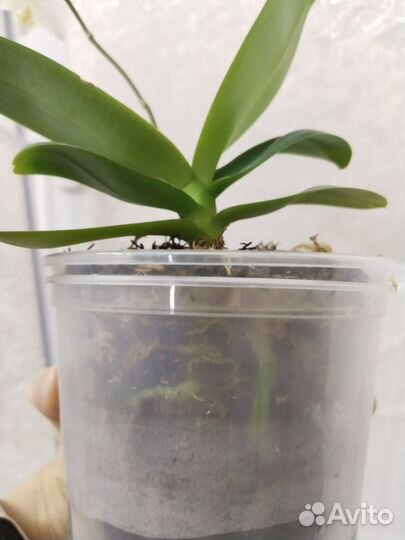 Орхидея фаленопсис мини