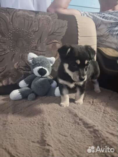 Щенок, девочка, 4 месяца