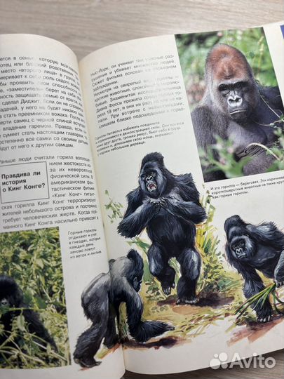 Книга про человекообразных обезьян