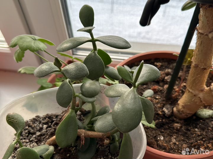 Толстянка вегетативная