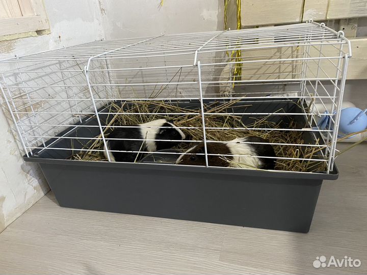 Морские свинки