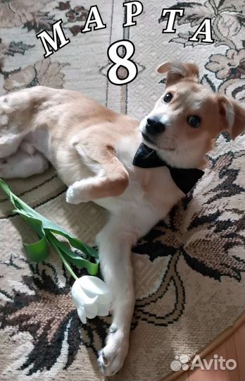 Собака в добрые руки