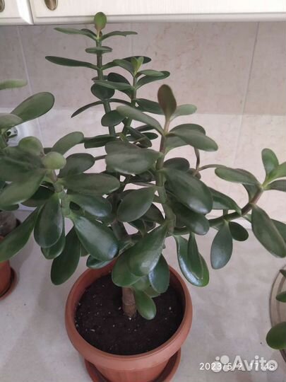 Денежное дерево. Толстянка