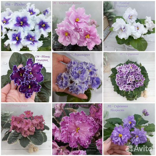 Сортовые фиалки стандарт, мини и полумини