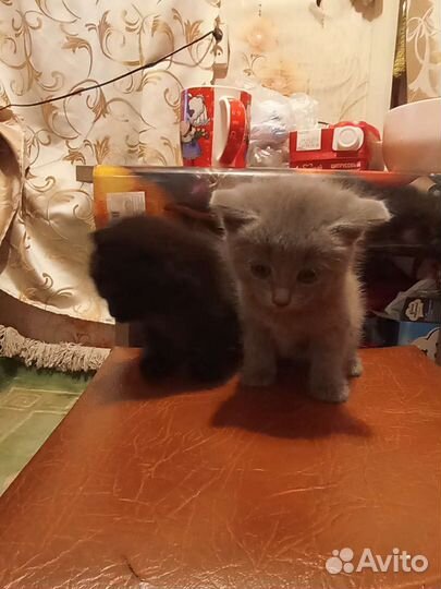 Кошка в дар бесплатно