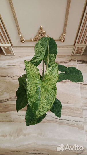 Сингониум Моттлед