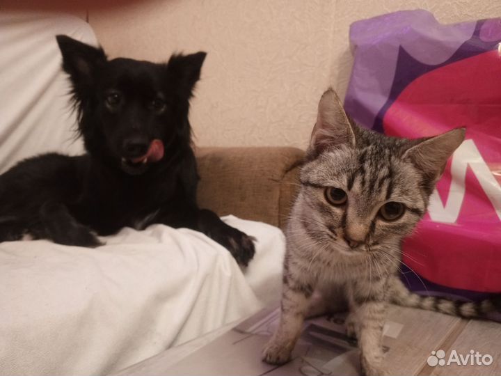 Котёнок Мальчик (породы Королевский Мау)