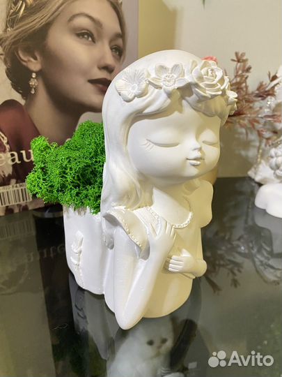 Мох стабилизированный в кашпо новое